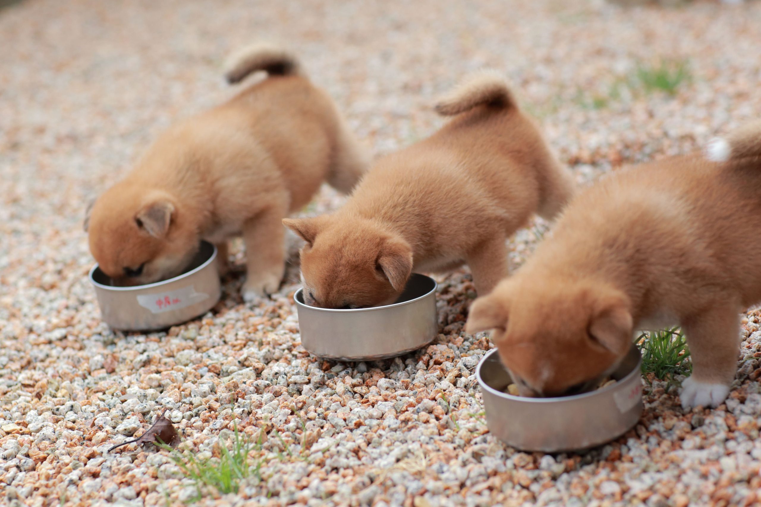 Eating Puppies