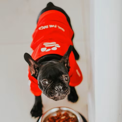 dog with red shirt